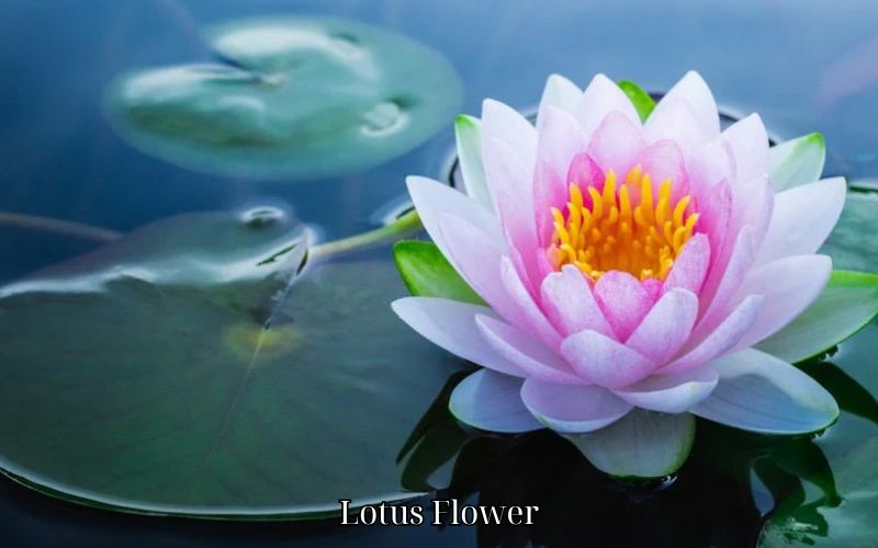 Lotus Flower