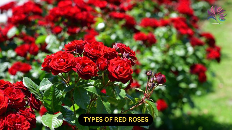 types of red roses